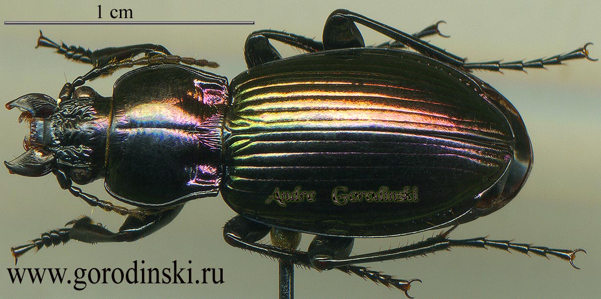 http://www.gorodinski.ru/carabidae/Trigonognatha sp.2.jpg